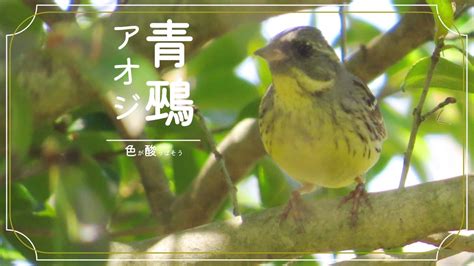 鳥種類|身近な鳥30種類の名前を調べる【写真で見る】